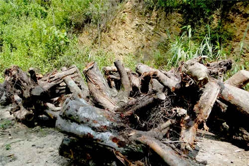 園林垃圾綠色處置，廢棄物變身有機(jī)肥