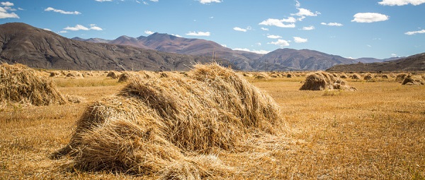 秸稈禁止焚燒，秸稈撕碎機助力秸稈轉(zhuǎn)化再利用