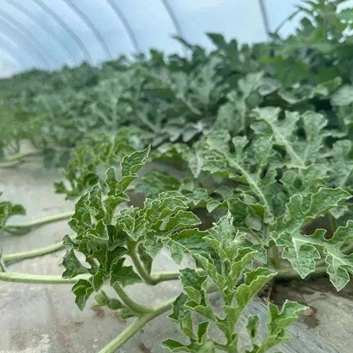 瓜秧、蔬菜秧破碎處理