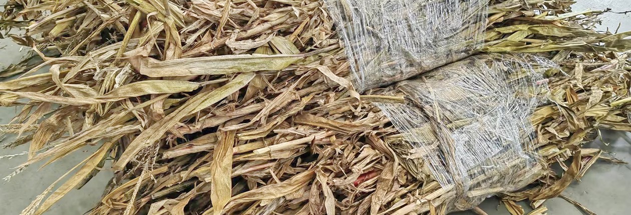 玉米秸稈處理前